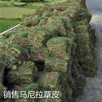 湖南郴州草皮马尼拉草皮基地