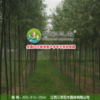 美国速生竹柳 杨柳科柳树 做造林的经济收入是速生杨的10倍