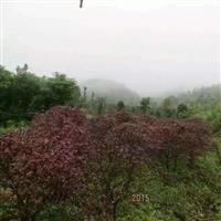 张家界红花檵木球
