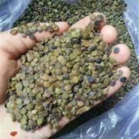 巨紫荆种张家界地区供应
