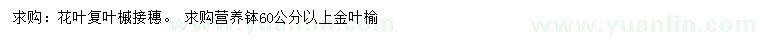 求购花叶复叶槭、60公分以上金叶榆