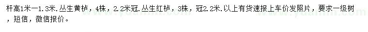 求购杆高1-1.3米丛生黄栌、冠2.2米丛生红栌