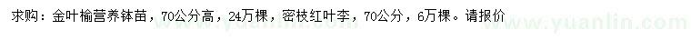 求购高70公分金叶榆、密枝红叶李