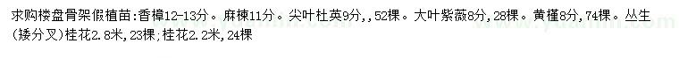 求购香樟、麻楝、尖叶杜英等 