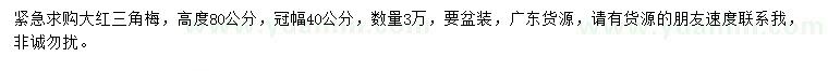 求购高80公分大红三角梅