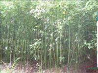 香樟小苗二年生供应/香樟小苗二年生图片