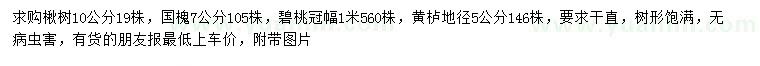 求购楸树、国槐、碧桃等