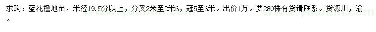 求购米径19.5公分以上蓝花楹