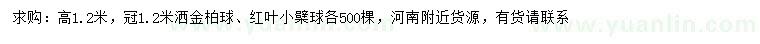 求购高1.2米洒金柏球、红叶小檗球