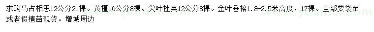 求购马占相思、黄槿、尖叶杜英等