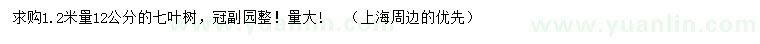 求购1.2米量12公分七叶树