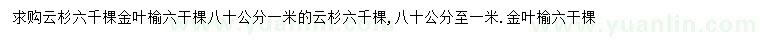 求购80-100公分云杉、金叶榆