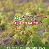 日本红枫橙之梦苗木 红枫种植基地 2015年红枫小苗*新价格