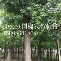 2公分白蜡|2公分白蜡哪里质量好？