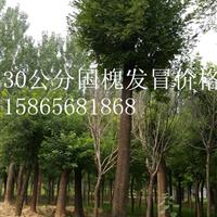 15公分白蜡|15公分白蜡哪里质量好？