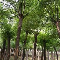 12公分法桐|12公分法桐哪里质量好？