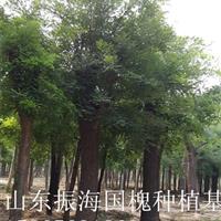 8公分法桐|8公分法桐哪里质量好？