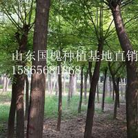 5公分国槐|5公分国槐哪里质量好？