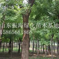 10公分国槐|10公分国槐哪里质量好？