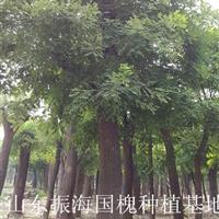 7公分国槐|7公分国槐哪里质量好？