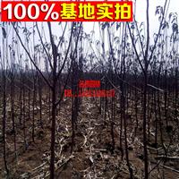 果树苗 苹果树苗 嫁接苹果苗 高产【红将军苹果】苗