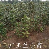 广玉兰小苗价格，广玉兰苗木报价，广玉兰价格