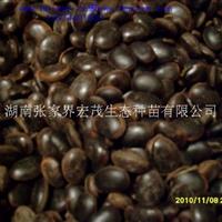 油麻藤种张家界供应