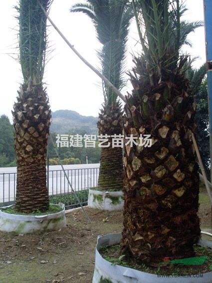 福建加拿利海棗