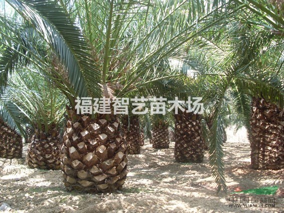 福建加拿利海棗