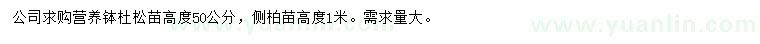 求购高50公分杜松苗、高1米侧柏苗