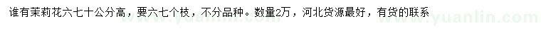 求购高60、70公分茉莉花