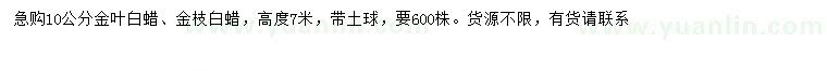 求购10公分金叶白腊、金枝白腊