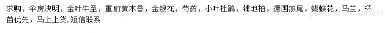 求购伞房决明、金叶牛至、黄木香