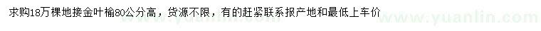 求购高80公分地接金叶榆