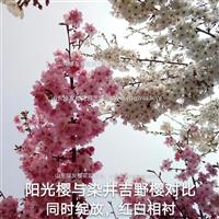 新樱花品种，阳光樱习性和山东绿友园艺场精品染井吉野高杆樱花