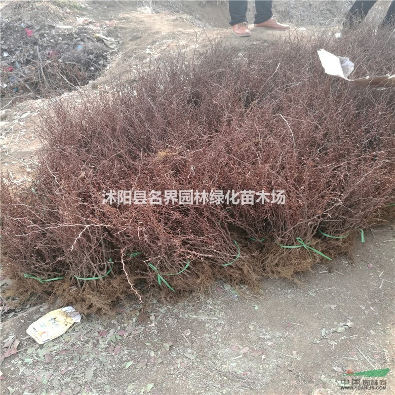 基地批发绿化苗木 红叶小檗苗  规格齐全 量大优惠