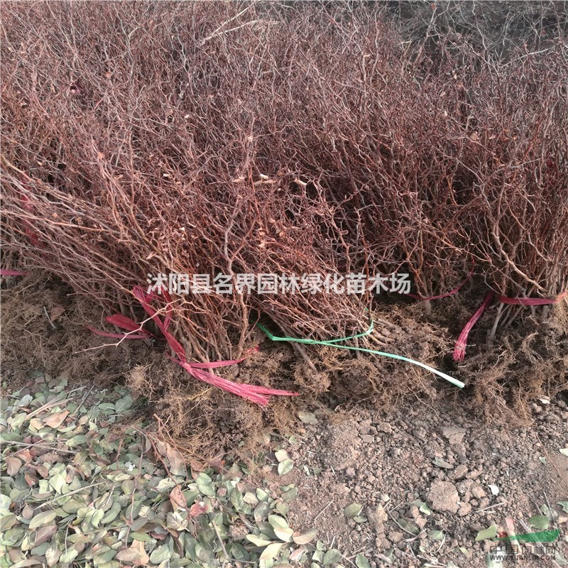 基地批发绿化苗木 红叶小檗苗  规格齐全 量大优惠