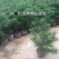 出售营养杯白皮松苗·50公分60公分70公分80公分白皮松苗
