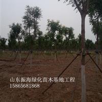 40公分国槐*近的价格是多少？山东绿化苗木基地