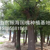 14公分紫叶李熟货价格是多少？量大山东绿化苗木基地