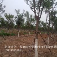 4公分白蜡单价/棵？菏泽国槐种植基地