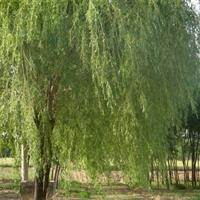 河北专业的金丝柳种植基地