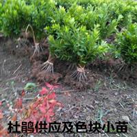 湖南马尼拉草皮有100万平方供应，无杂草，量大优惠出售