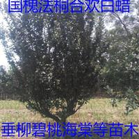 28公分合欢价格销量大增