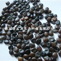紫荆花种子供应  张家界地区供应  