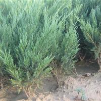 常年供应 沙地柏 侧柏 北京桧柏 