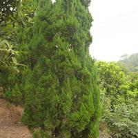 销售湖南资源优势树种龙柏 优秀遮荫树种且耐修剪规格*