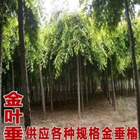  *新國槐价格  38公分國槐