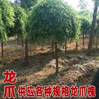  *新國槐价格  47公分國槐