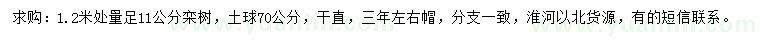 求购1.2米量11公分栾树